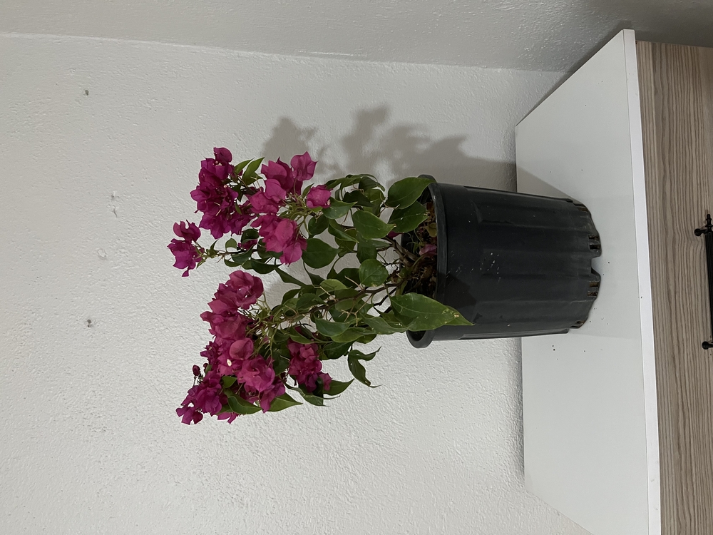 Canlı Bodur Fuşya Begonvil – 40-50 cm, Üretim Saksılı