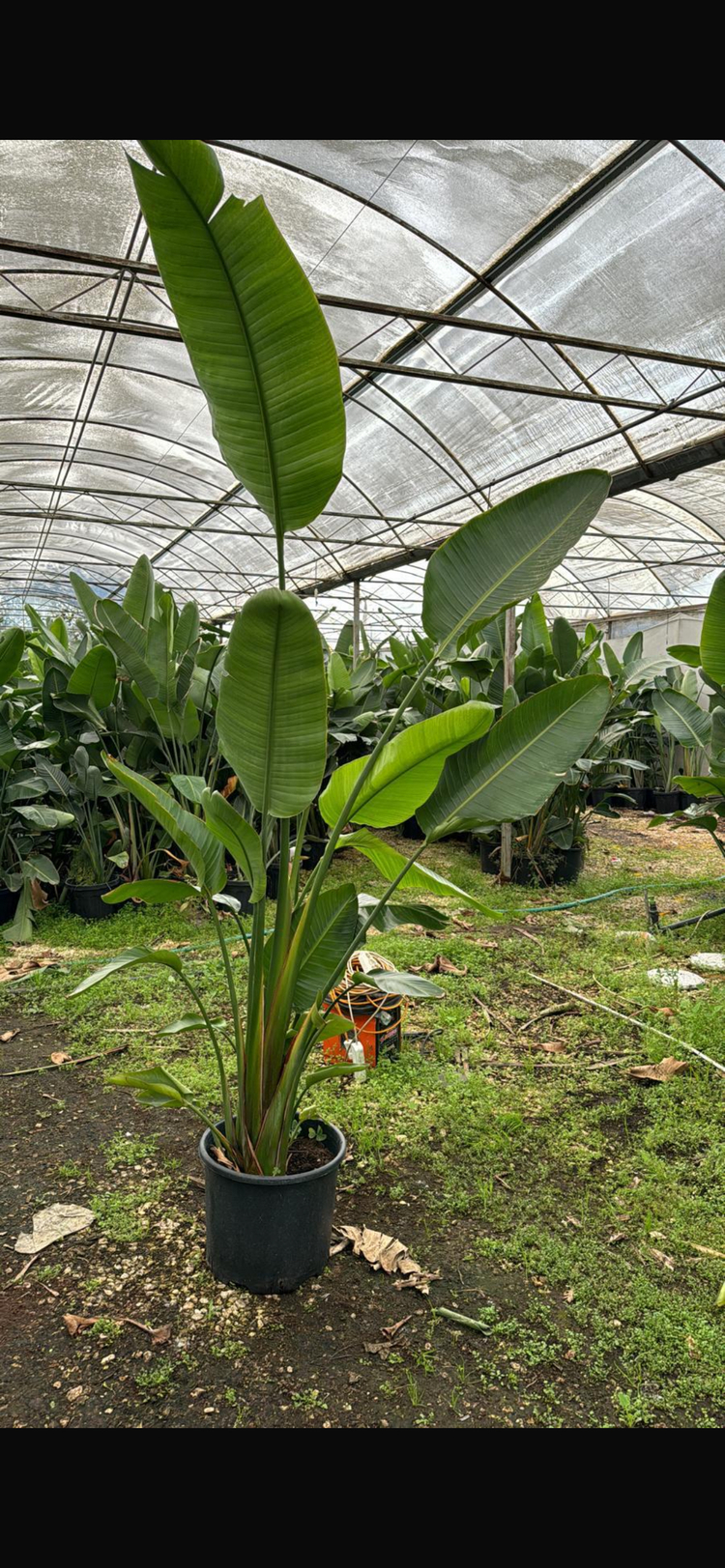 Canlı Nicolai Starliçe (Strelitzia nicolai) – 2-3 Kök, 200-250 cm, Üretim Saksılı 