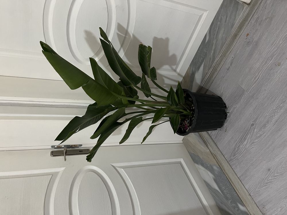 Canlı Nicolai Starliçe (Strelitzia nicolai) – 3 Kök, 100 cm, Üretim Saksılı
