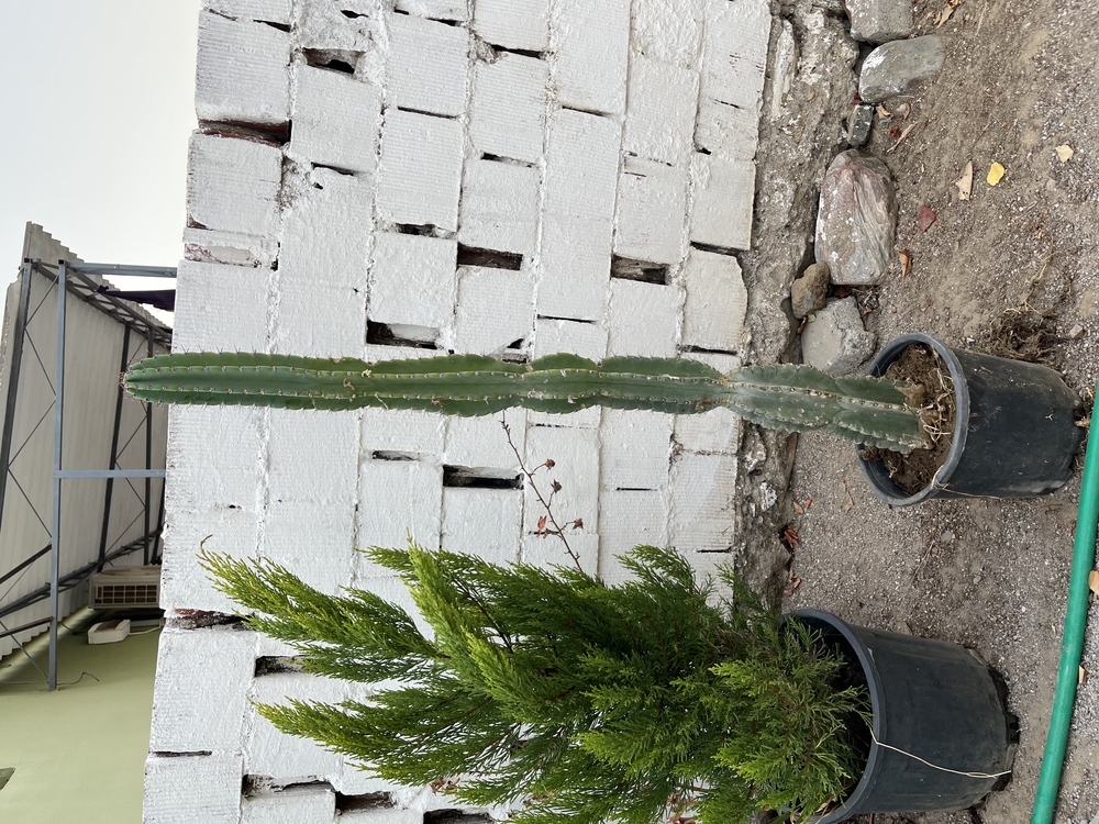 Canlı Sütun Kaktüsü 100 cm, Üretim Saksılı