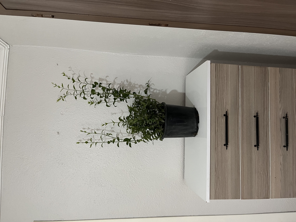 Canlı Bodur Yasemin (Murraya) – 65-75 cm, Üretim Saksılı