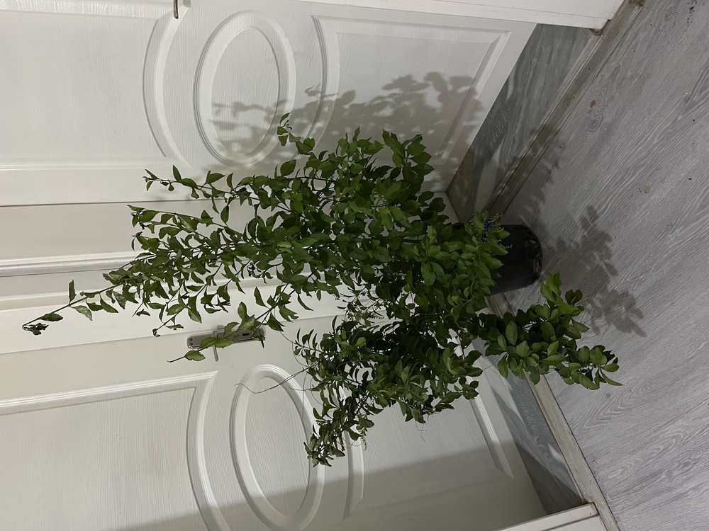 Canlı Duranta (Mor Çiçekli Altın Damla Çalısı) – 110-120 cm, Üretim Saksılı