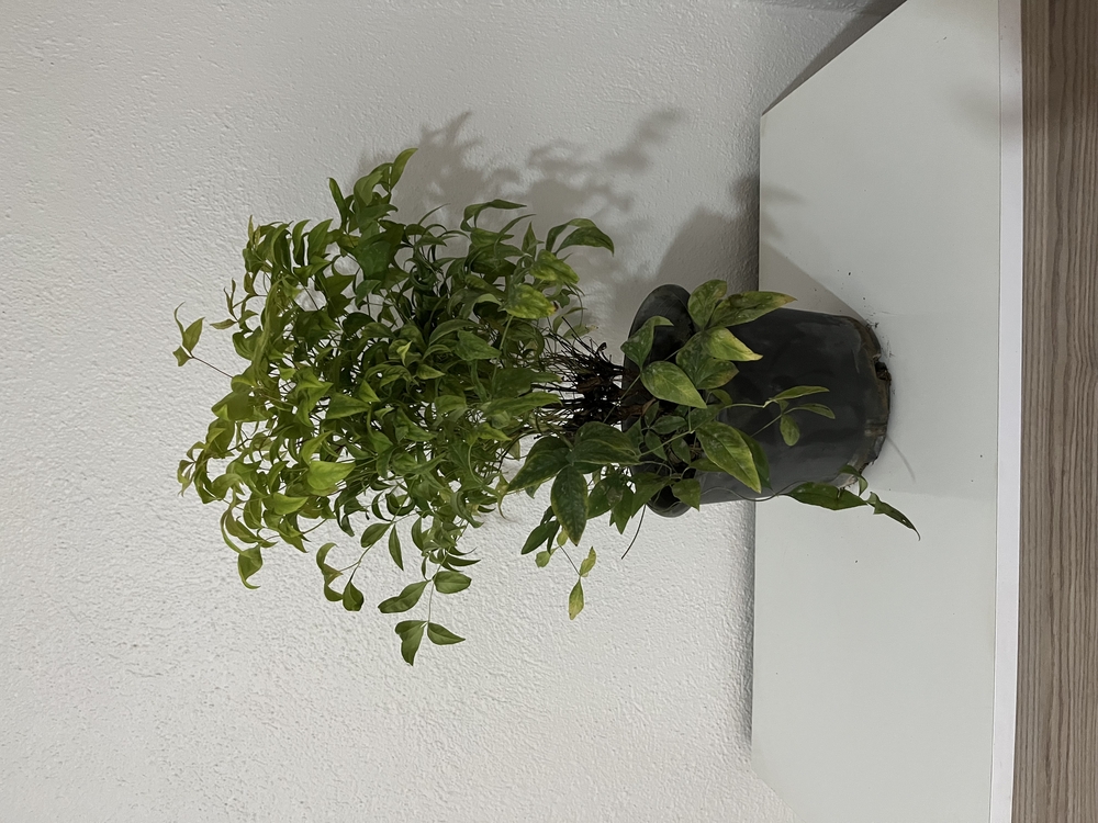Canlı Nandina (Cennet Bambusu) – 40-45 cm, Üretim Saksılı
