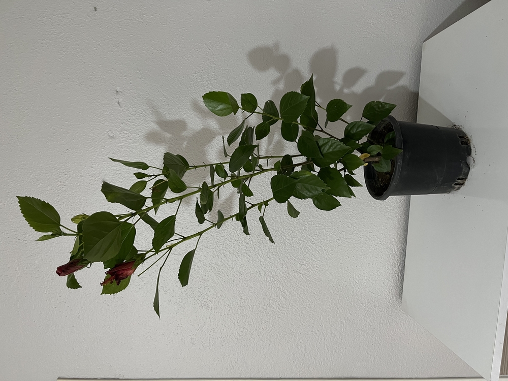 Canlı Kırmızı Japon Gülü – 60-80 cm, Üretim Saksılı