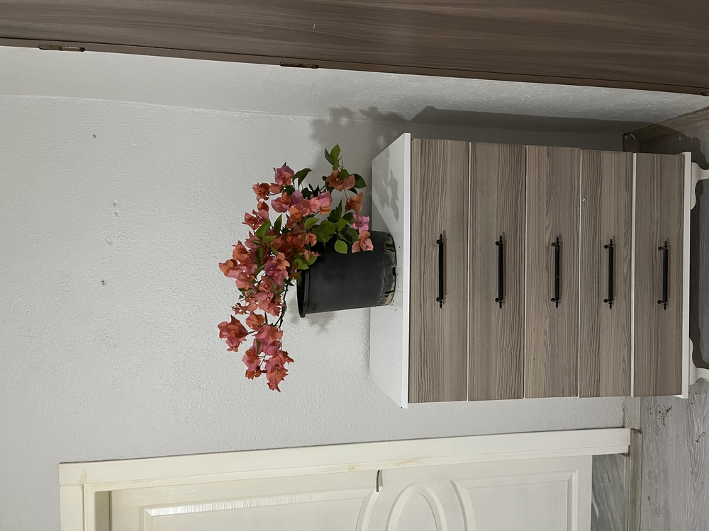 Canlı Bodur Begonvil (Turuncu Çiçekli) – 50-60 cm, Üretim Saksılı