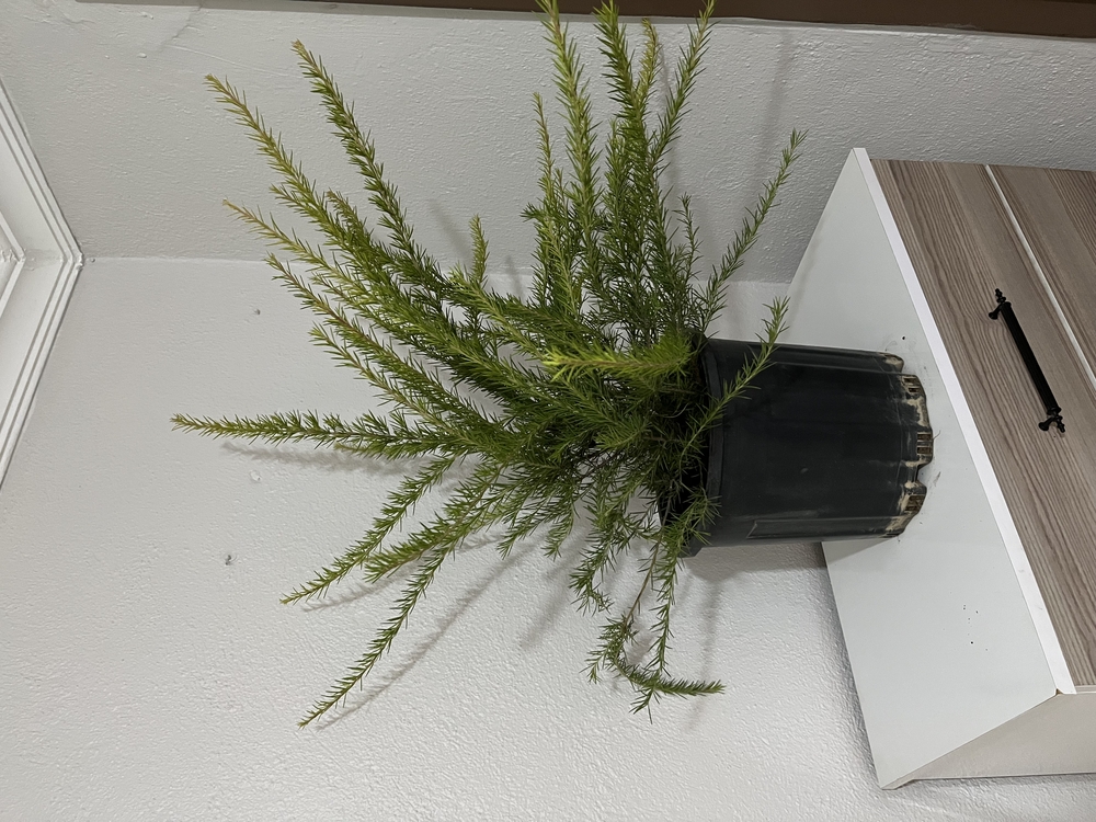 Canlı Gravilya (Grevillea robusta) – 70-80 cm, Üretim Saksılı