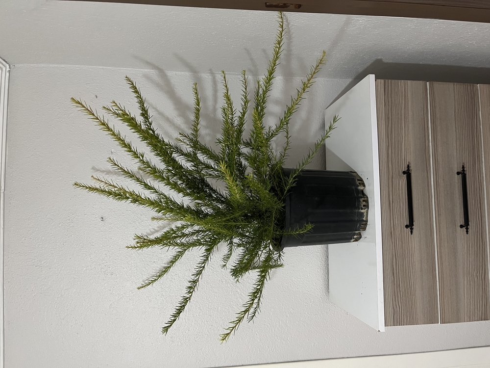 Canlı Gravilya (Grevillea robusta) – 70-80 cm, Üretim Saksılı