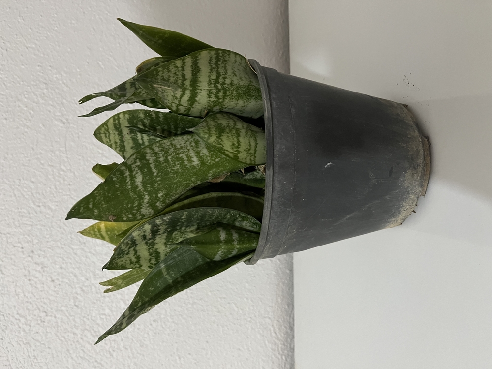 Canlı Paşa Kılıcı (Sansevieria) – 15-20 cm, Üretim Saksılı