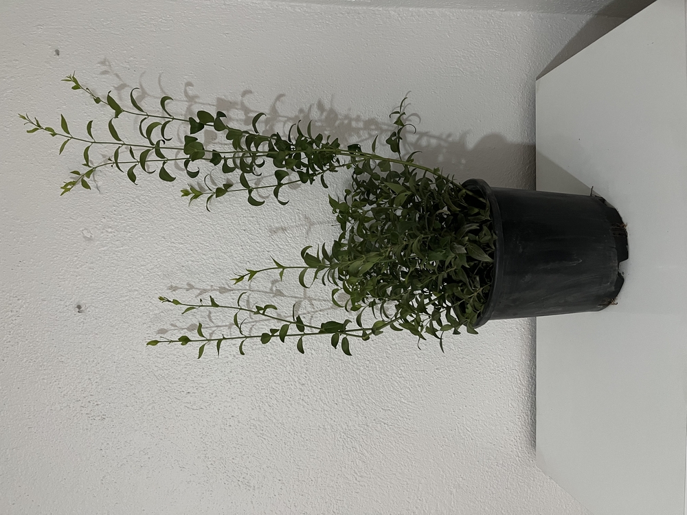 Canlı Bodur Yasemin (Murraya) – 65-75 cm, Üretim Saksılı