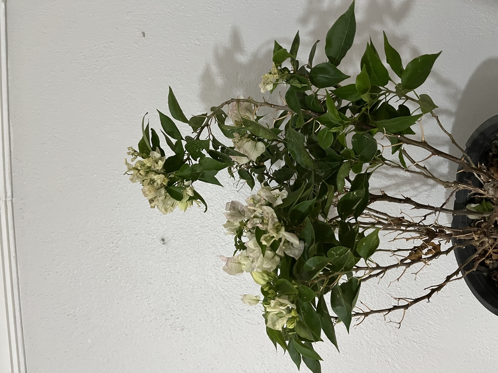 Canlı Bodur Begonvil (Beyaz Çiçekli) – 50-60 cm, Üretim Saksılı
