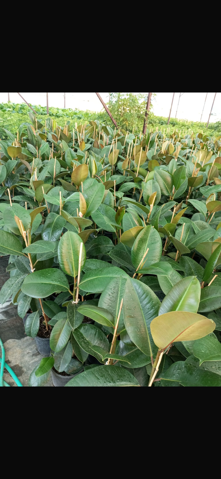 Canlı Kauçuk Ağacı (Ficus elastica) – 80-100 cm, Üretim Saksılı 