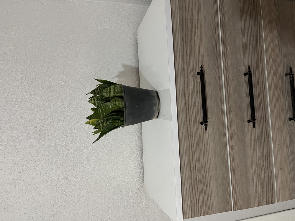 Canlı Paşa Kılıcı (Sansevieria) – 15-20 cm, Üretim Saksılı