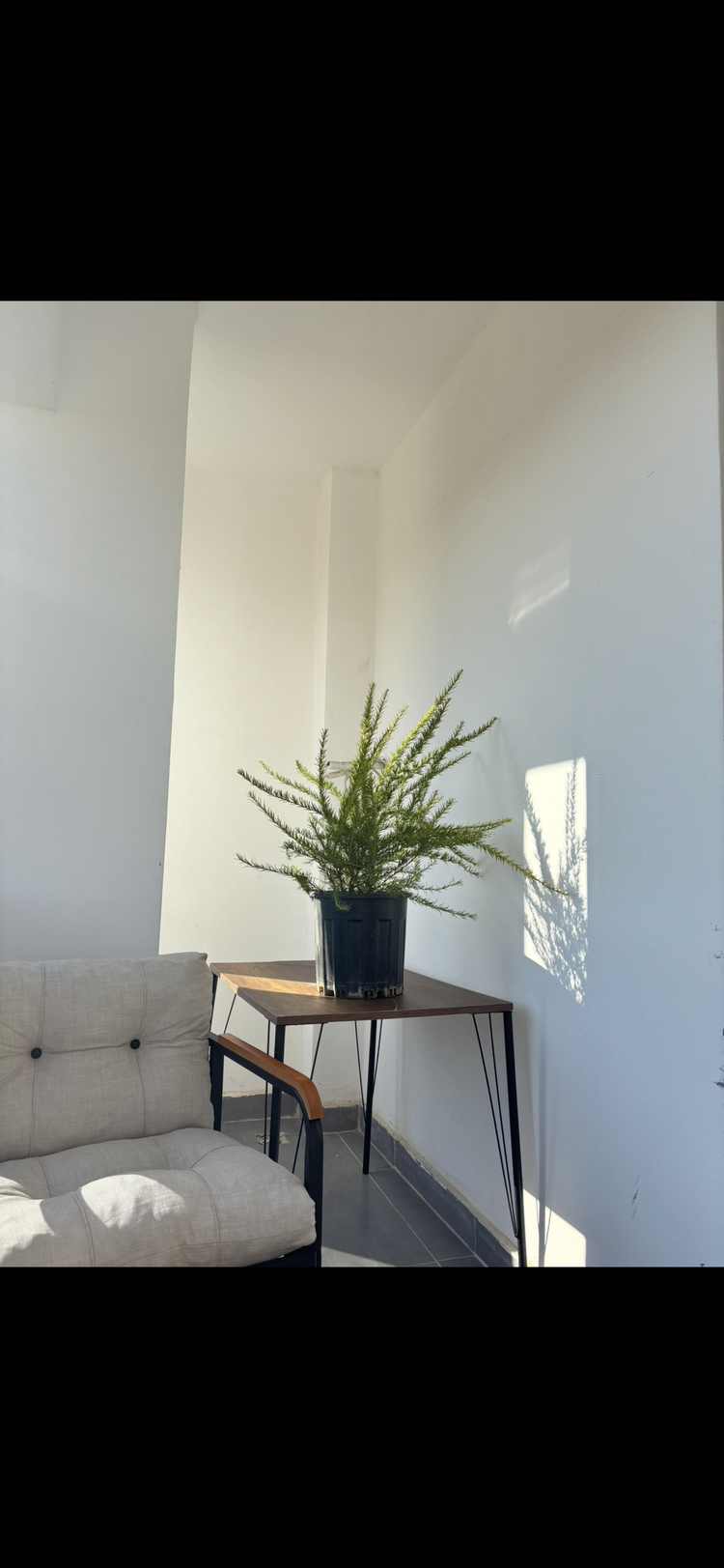 Canlı Gravilya (Grevillea robusta) – 70-80 cm, Üretim Saksılı