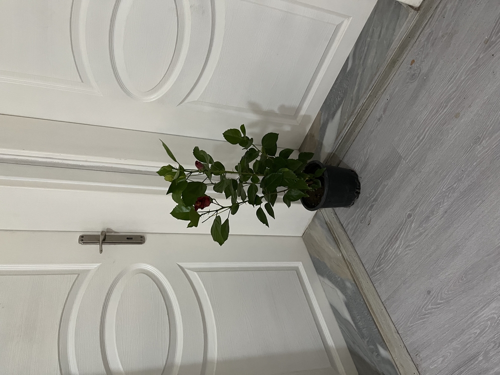 Canlı Japon Gülü (Sarı-Kırmızı Çiçekli) – 50-60 cm, Üretim Saksılı 