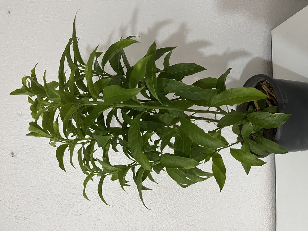 Canlı Melisa (Limon Otu) – 55-65 cm, Üretim Saksılı