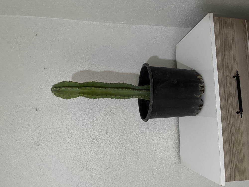 Canlı Sütun Kaktüsü – 54-55 cm, Üretim Saksılı