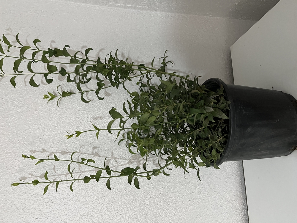 Canlı Bodur Yasemin (Murraya) – 65-75 cm, Üretim Saksılı