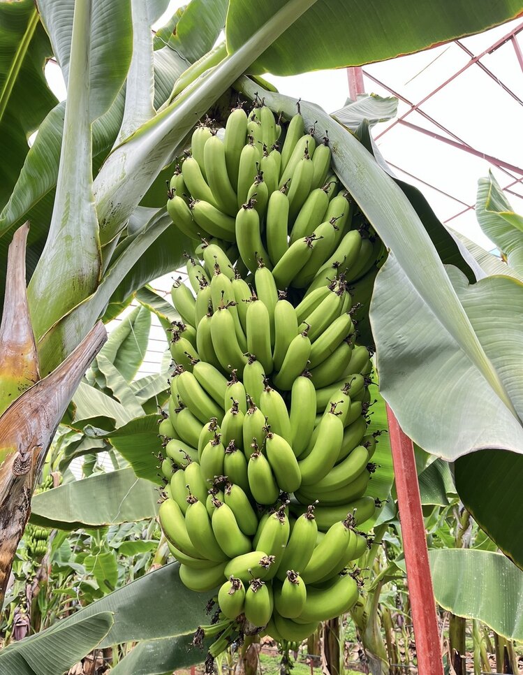 Anamur Muzu 1 Kg
