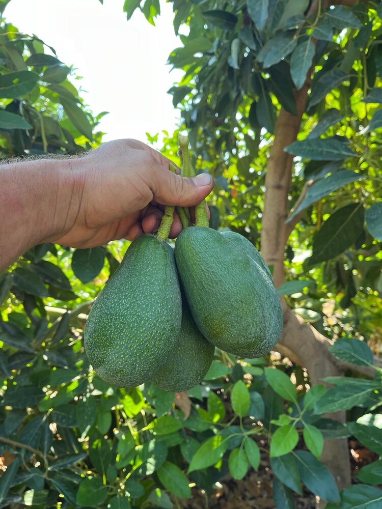 Avakado 1 Adet ( 200 gram üstü )