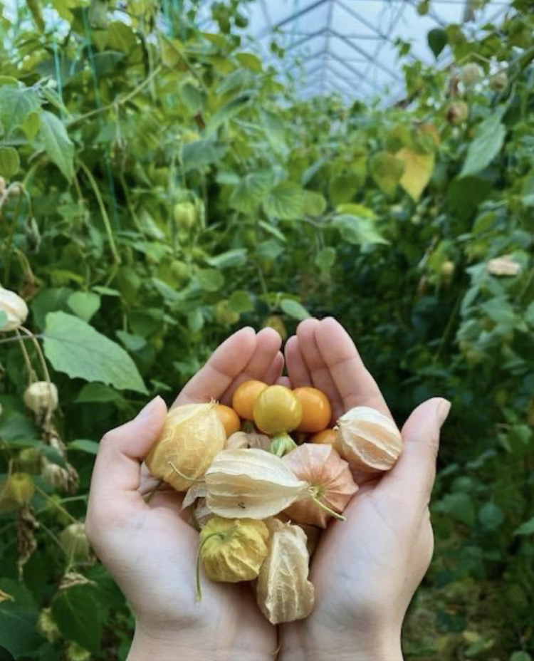 Altın Çilek ( 100 Gram )