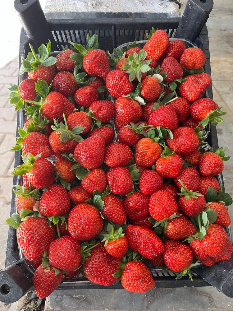 Anamur Çilek ( 1 kg )