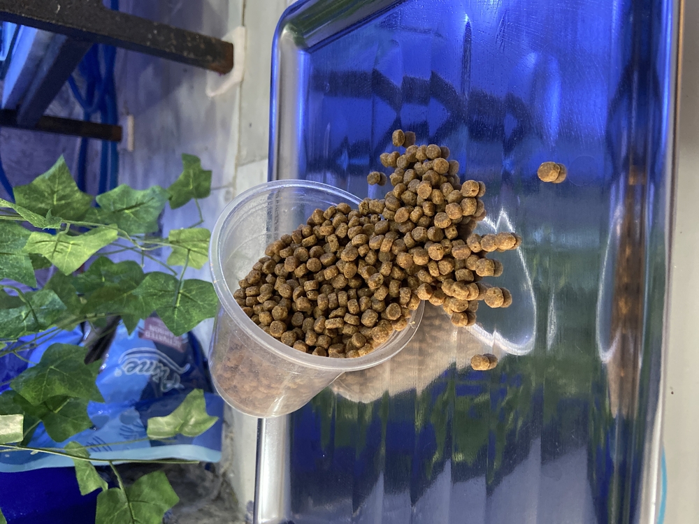 Proplan kitten tavuklu yavru kedi maması