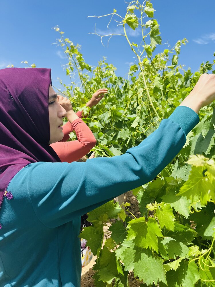 Salamura sarmalık Mayıs uç yaprak 3.5 gr bidon