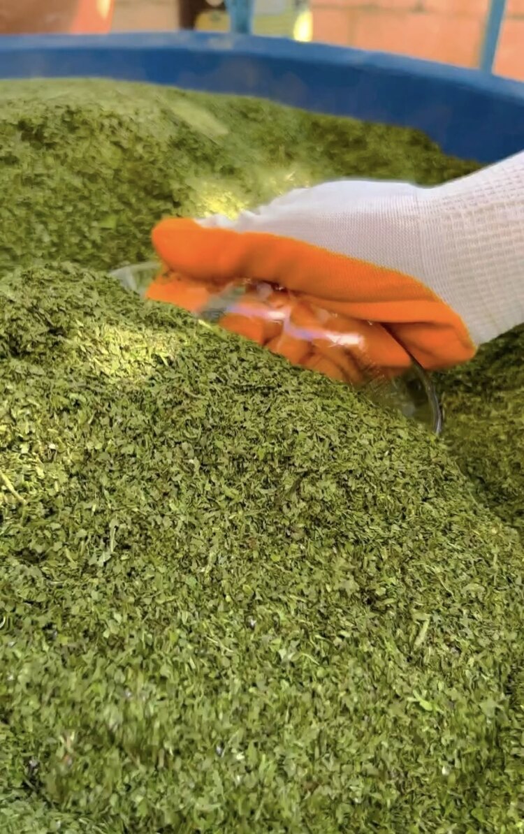 500 GR YENİ SEZON KURU NANE Ev yapımı ince çöpsüz nane baharatı