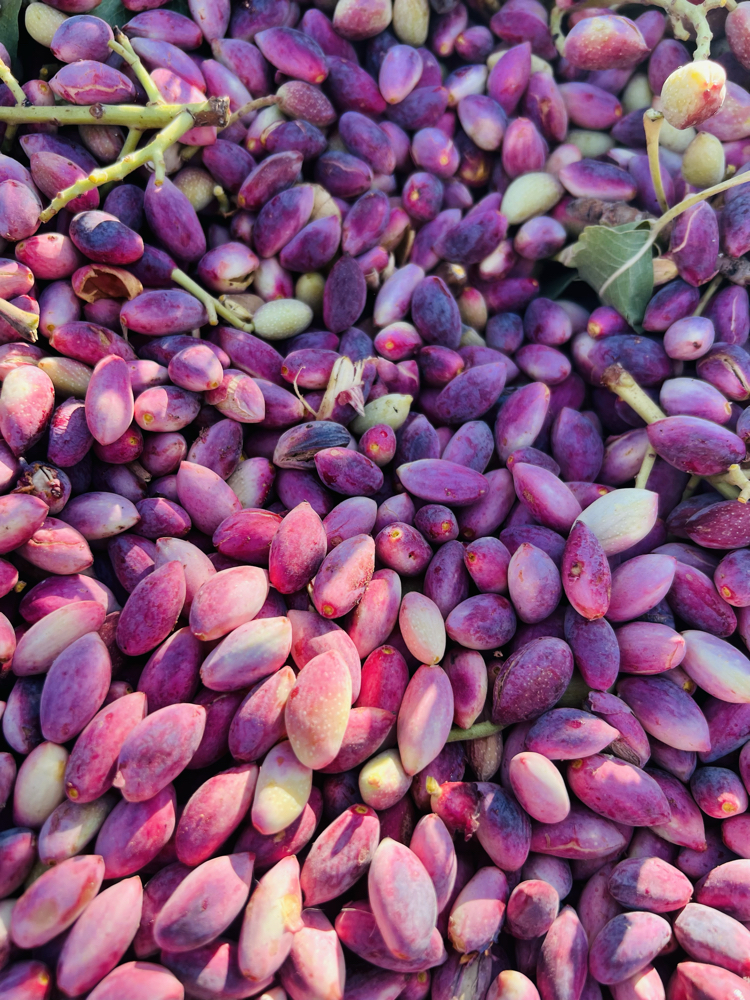 1 kg taneli fıstık içi