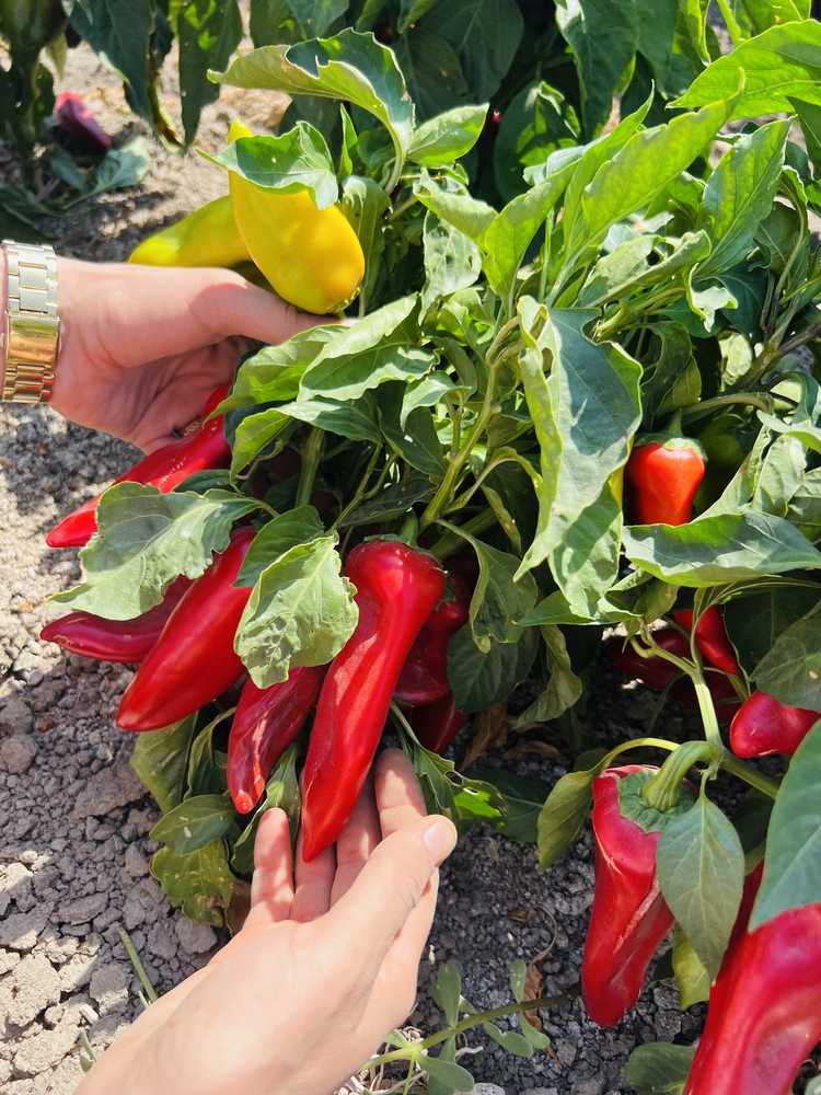 YENİ SEZON TATLI BİBER SALÇASI 1.KG 