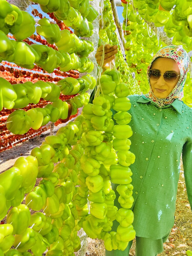 YENİ SEZON ACI BİBER KURU DOLMA 