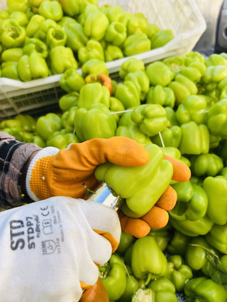 YENİ SEZON ACI BİBER KURU DOLMA 