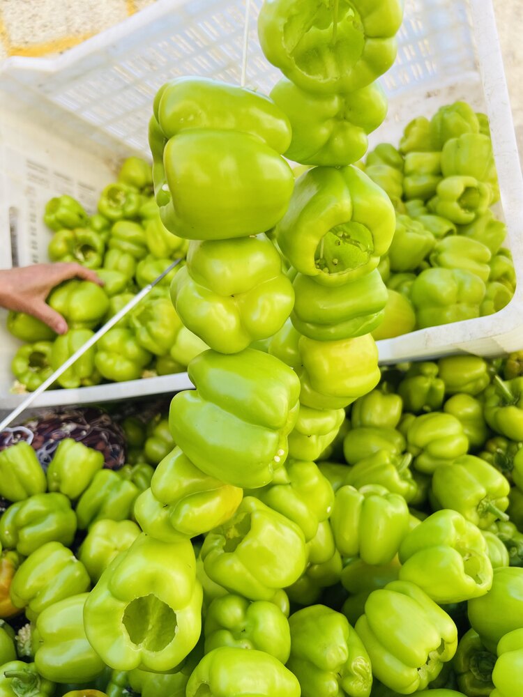 YENİ SEZON ACI BİBER KURU DOLMA 