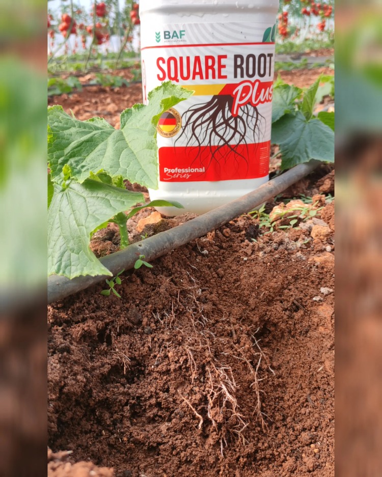 SQUARE ROOT (Özel Köklendirici)