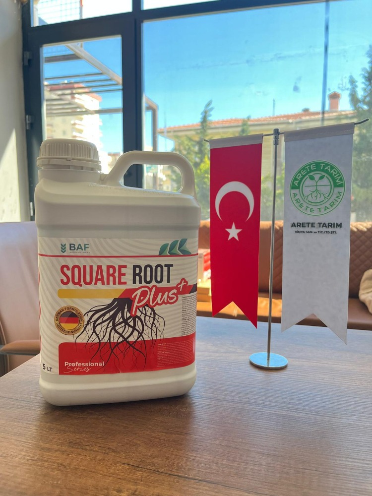 SQUARE ROOT (Özel Köklendirici)