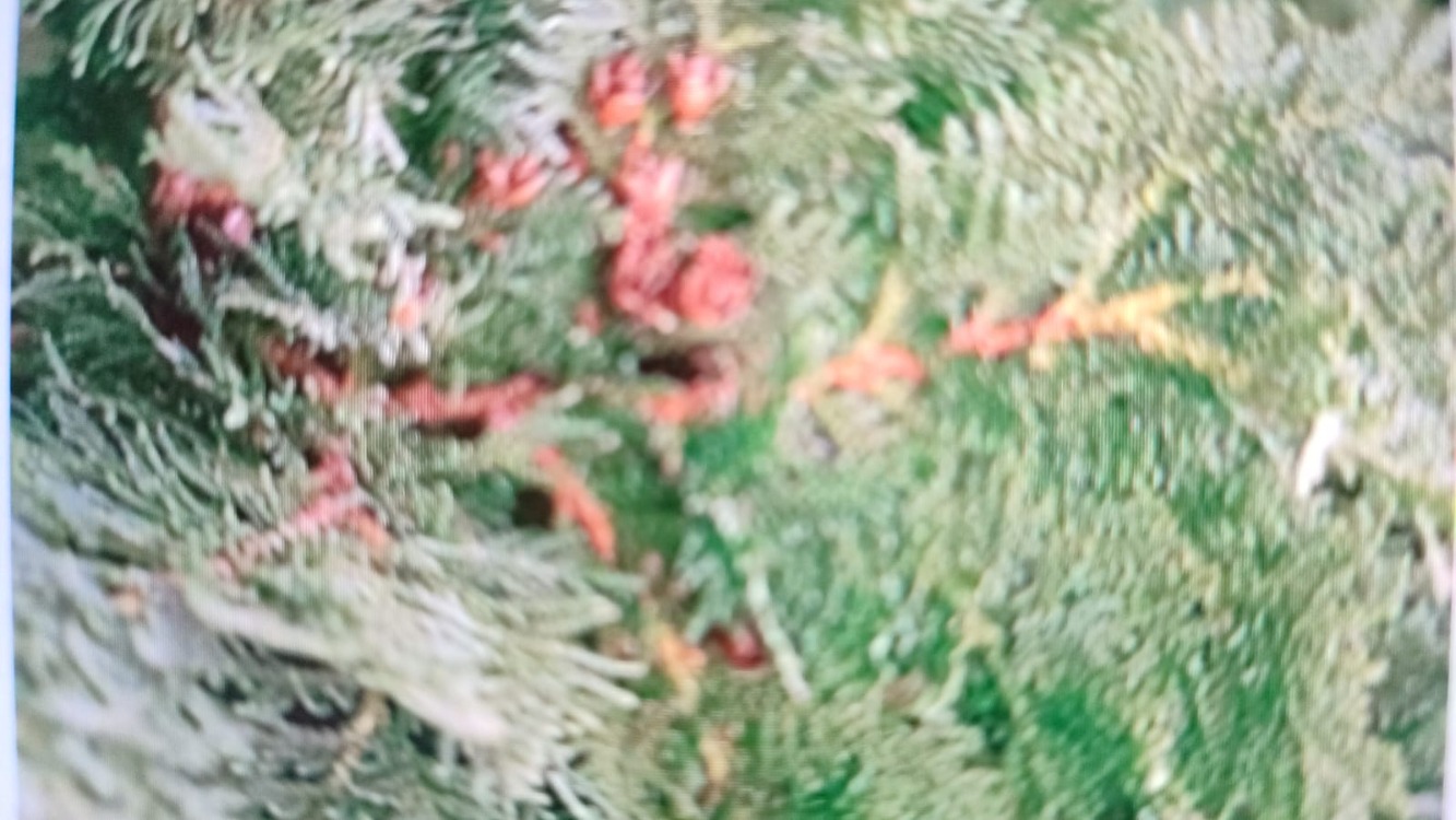  Thuja occidentalis