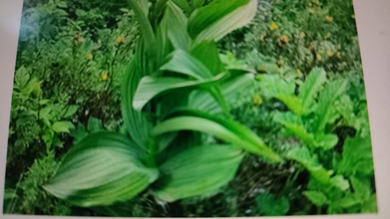  VERATRUM