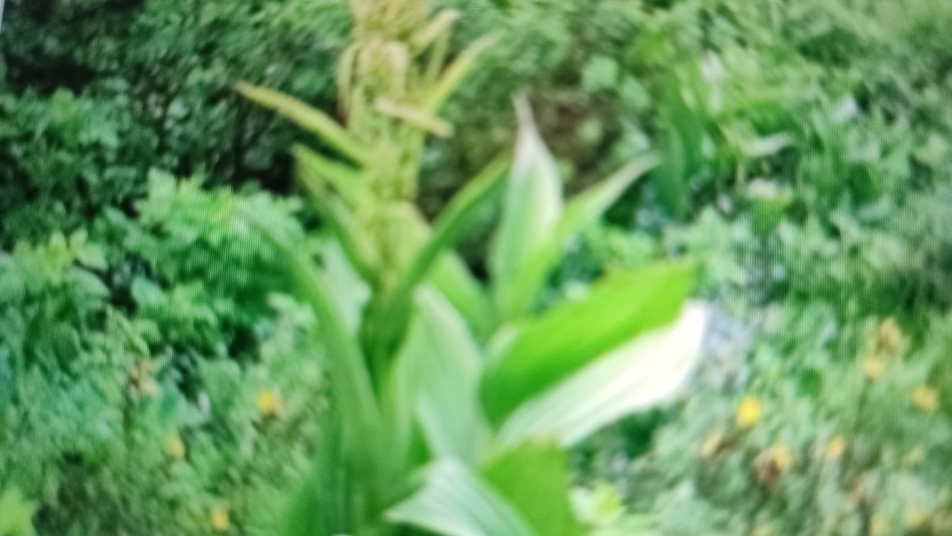  VERATRUM