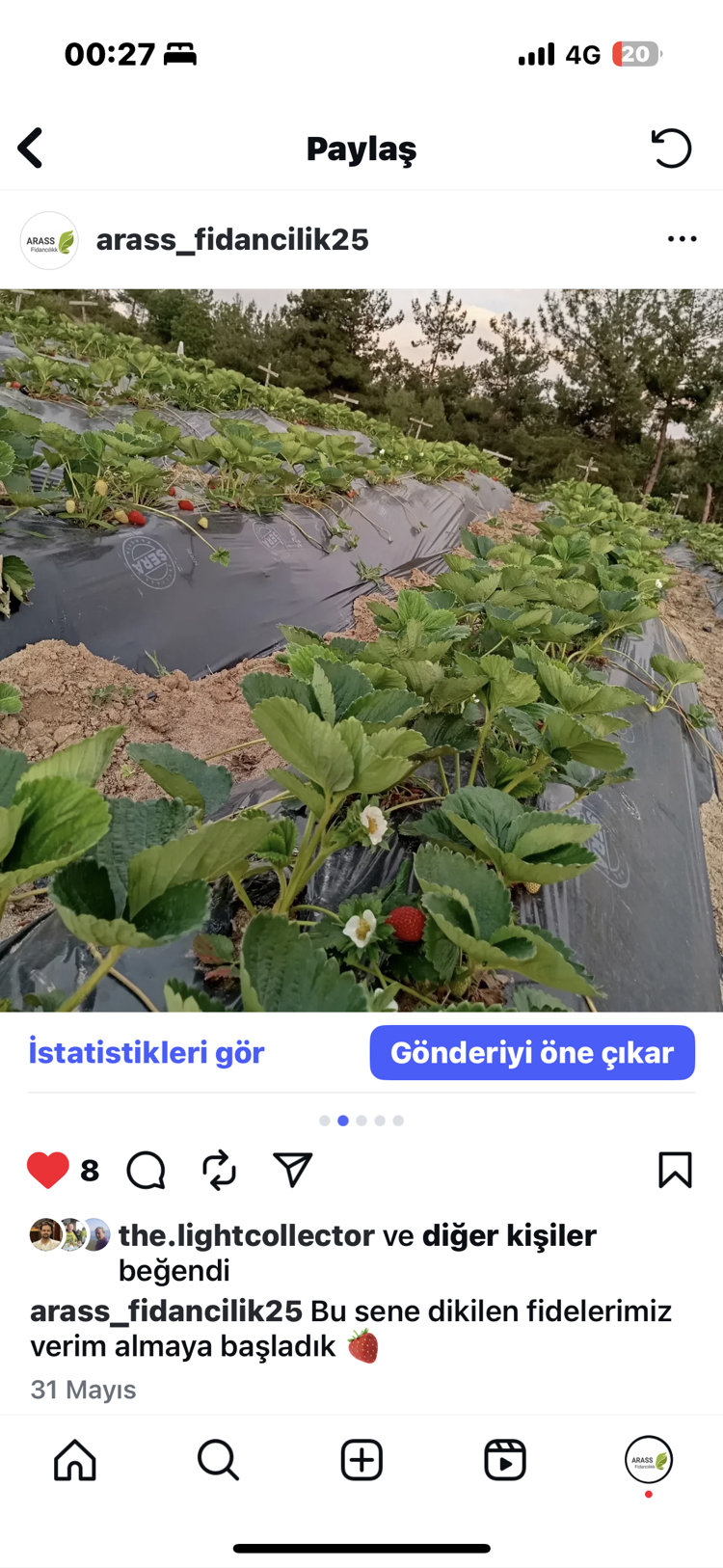 Albion çilek fidesi