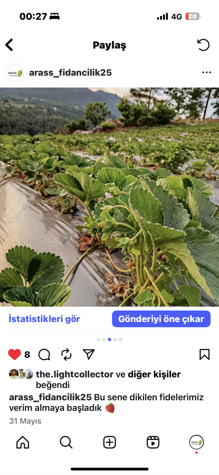 Albion çilek fidesi