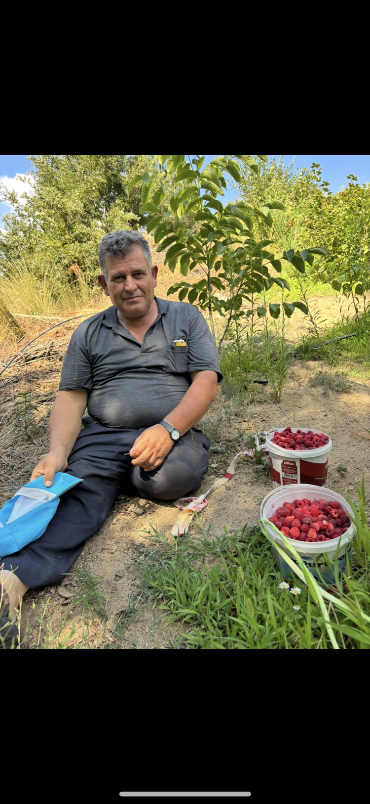 Herigate ahududu fidanı