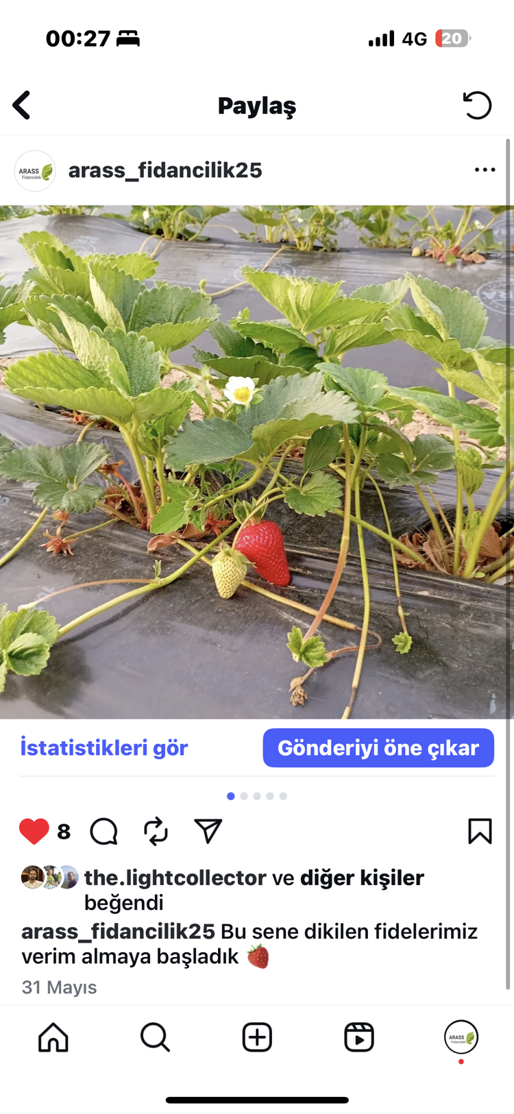 Albion çilek fidesi