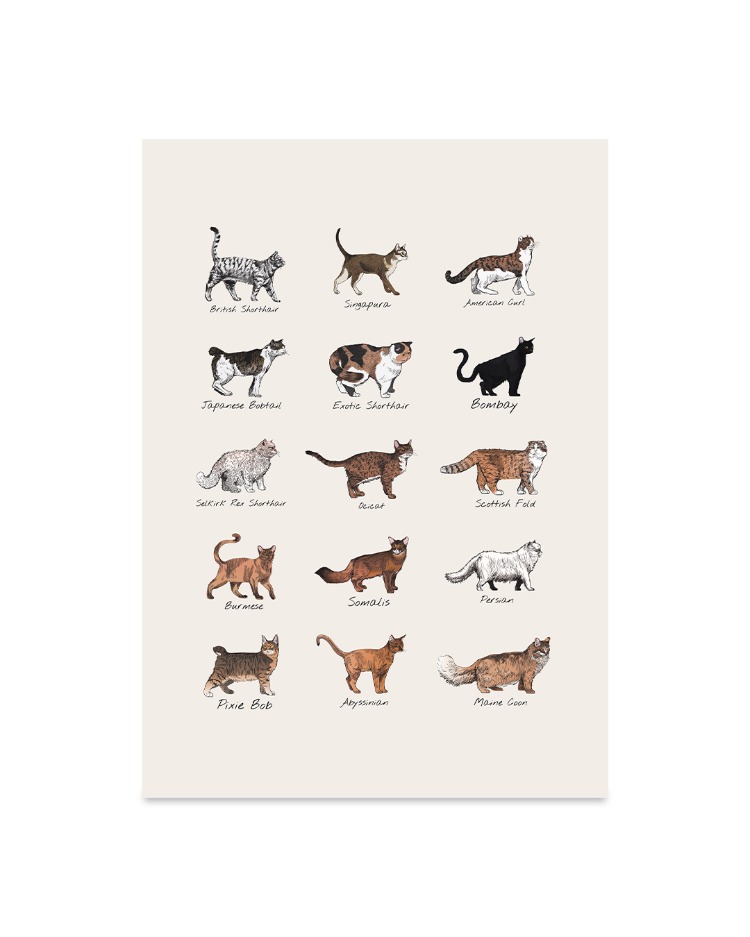 Kedi Türleri - Poster