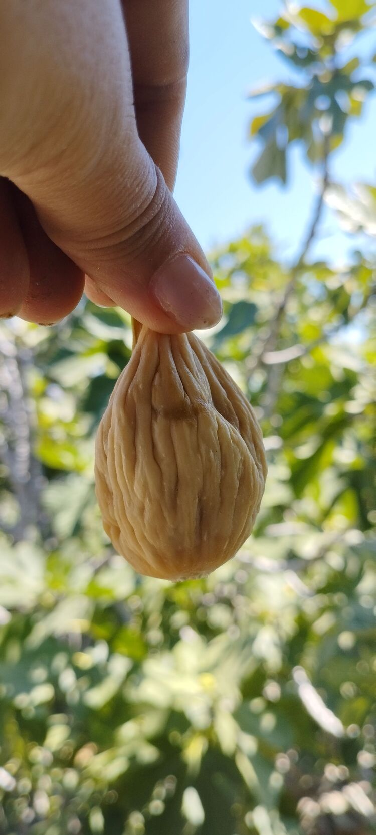Aydın kuru inciri 1 kg