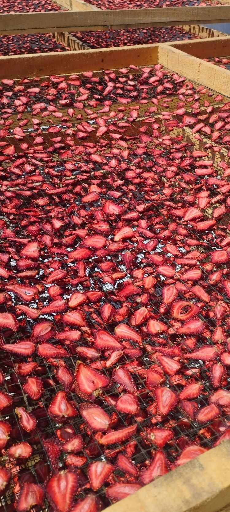 Çilek cipsi 100 gr