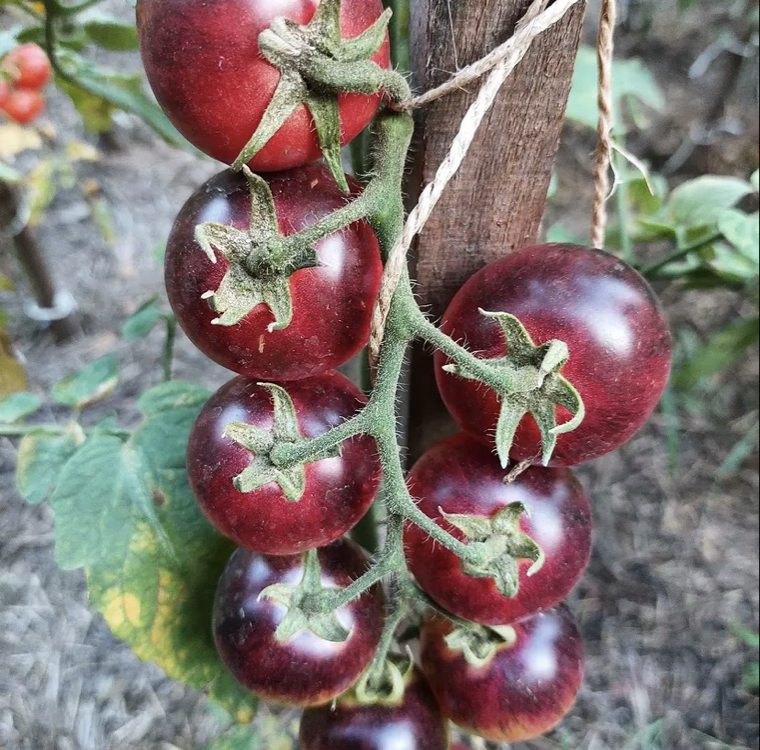3 adet BLACK STRAWBERRY DOMATES FİDESİ