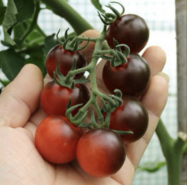 3 adet FAHRENHEIT BLUES CHERRY FİDESİ