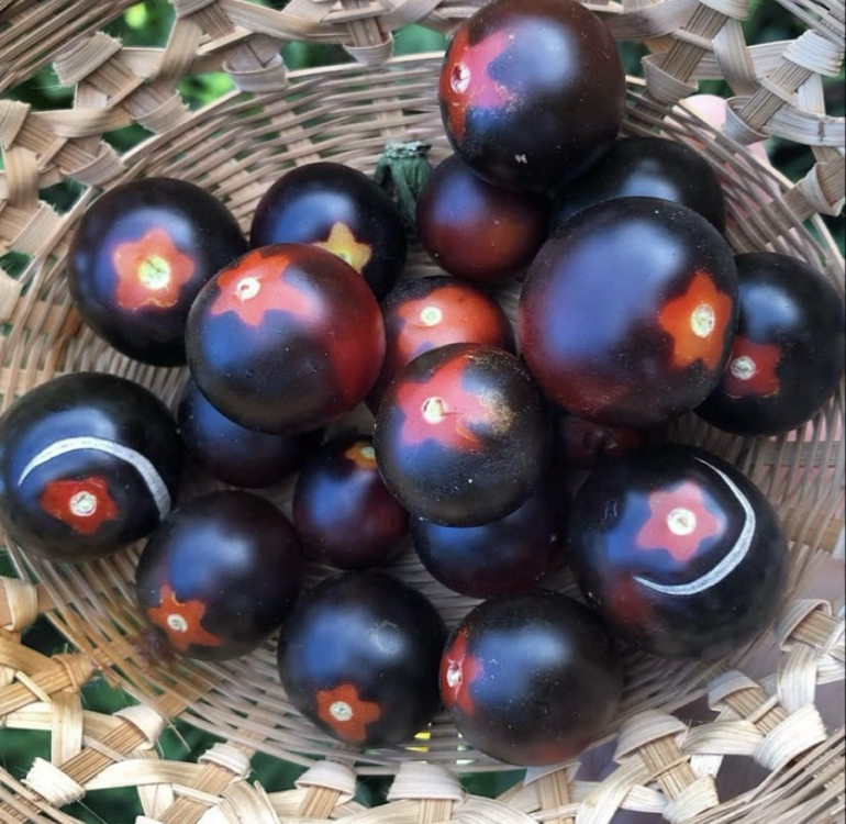 3 adet FAHRENHEIT BLUES CHERRY FİDESİ