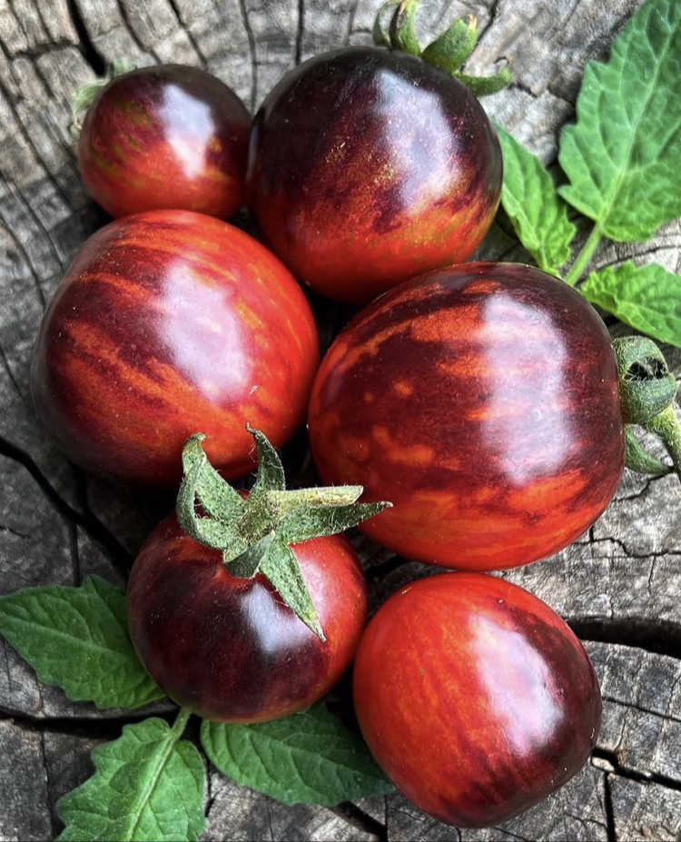 3 adet BLACK STRAWBERRY DOMATES FİDESİ