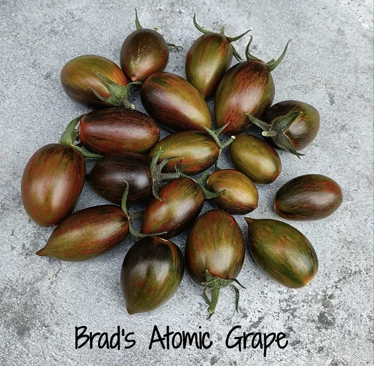 3 adet BRAD’S ATOMİC GRAPE CHERRY FİDESİ